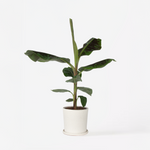 Canary Banana - Musa 'dwarf Cavendish' - Height 90-100cm - ⌀21cm | Set-of-1 | Green