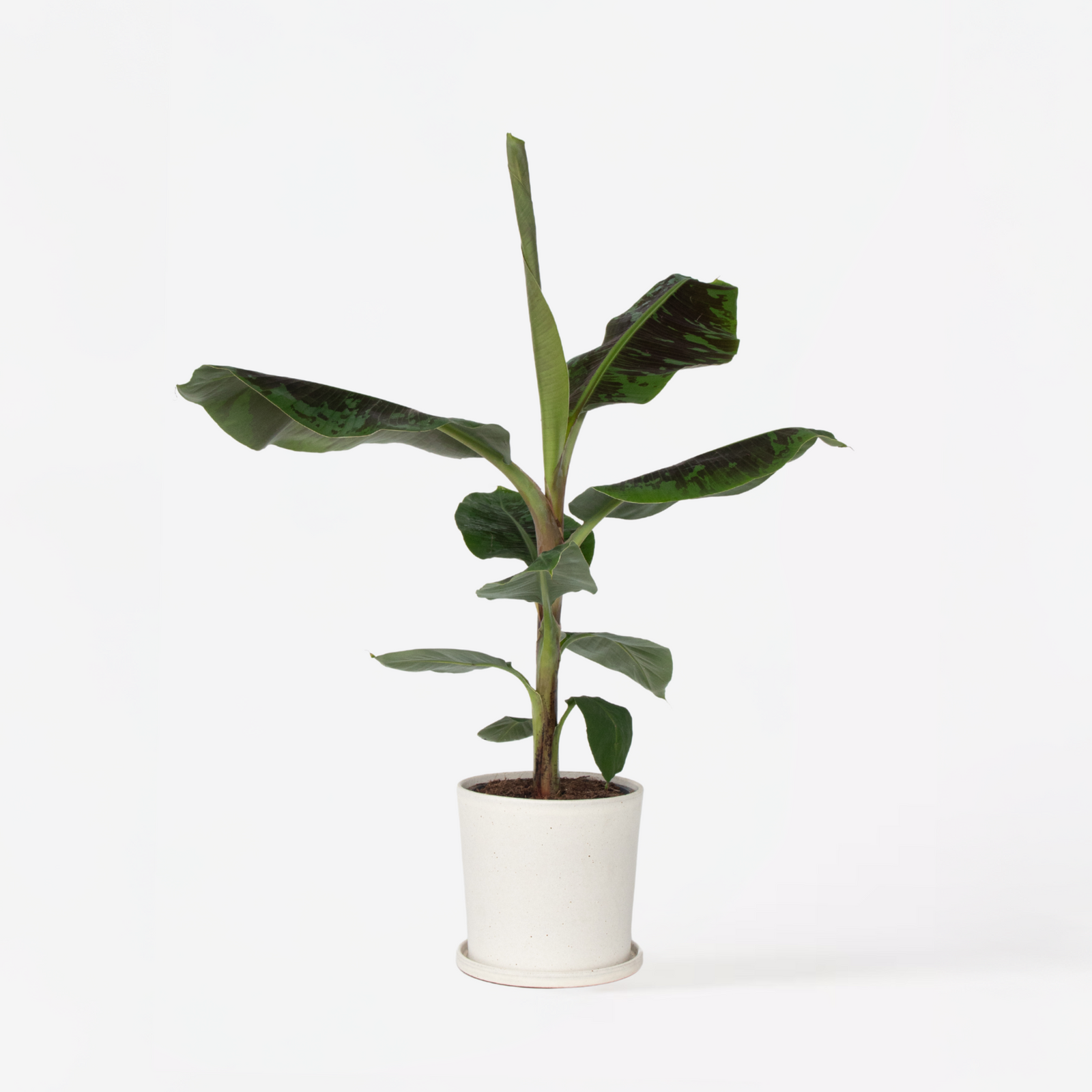 Canary Banana - Musa 'dwarf Cavendish' - Height 90-100cm - ⌀21cm | Set-of-1 | Green