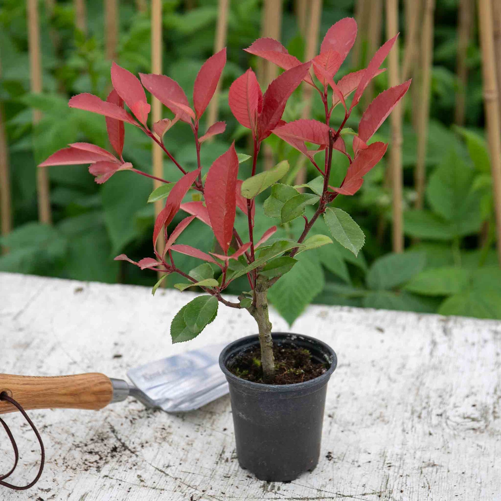 Photinia 'red Robin' Evergreen Shrub For Hedges And Containers | 1 x 15.5L | Red