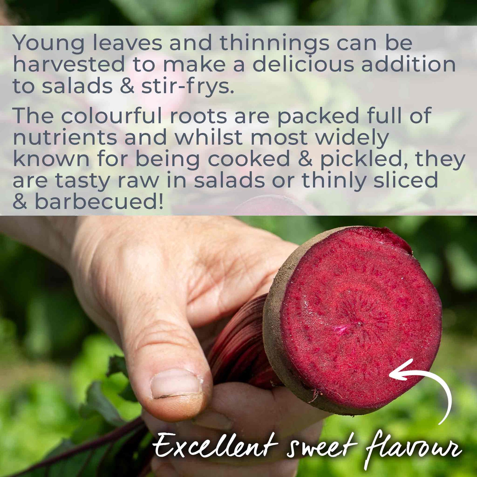 Beetroot 'boston' | 200 Seeds