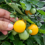 Tumbling Tom Yellow Tomato Seeds | 10 Seeds