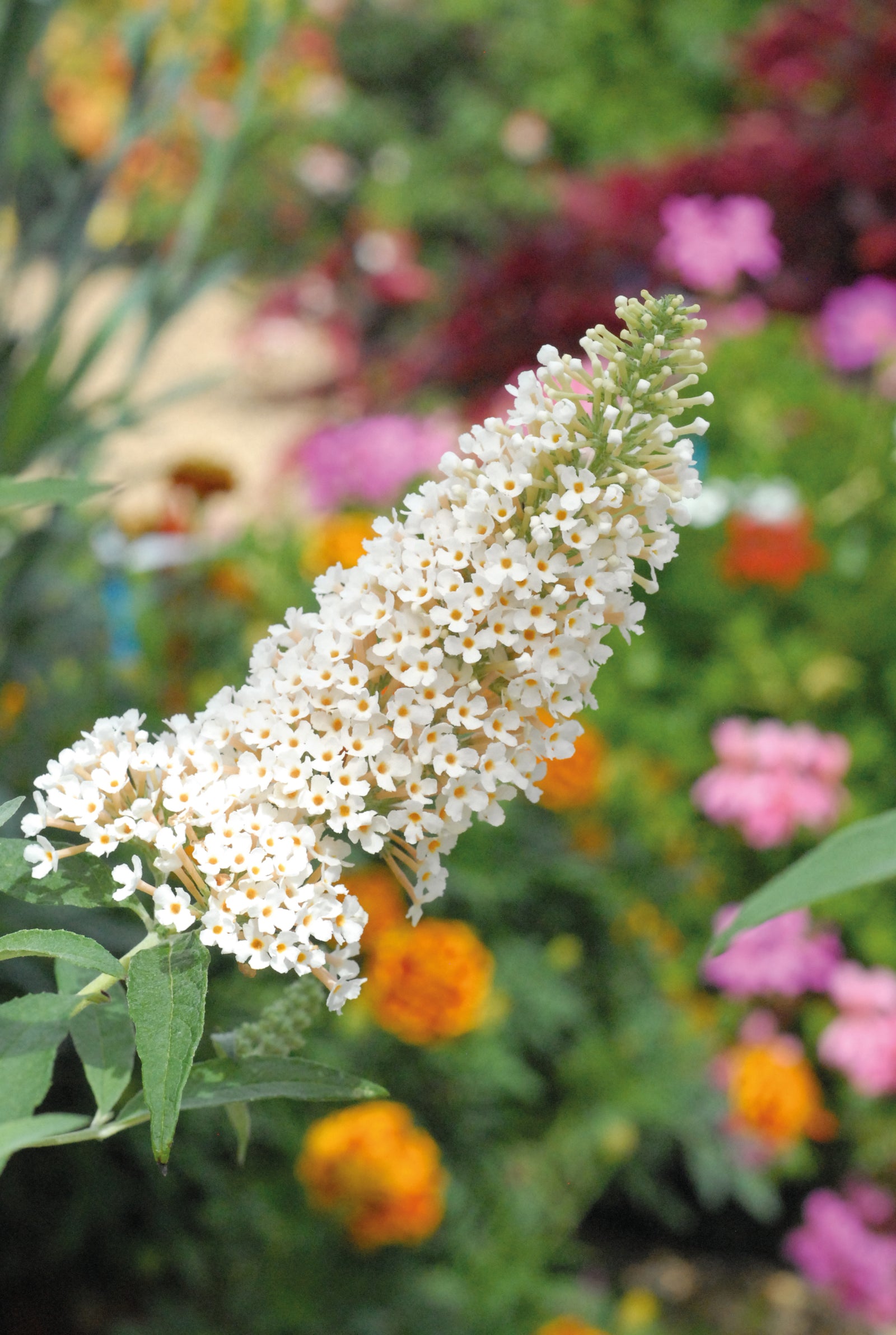 Buddleja Buzz® Ivory | Set-of-1 | White