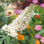 Buddleja Buzz® Ivory | Set of 1 | White