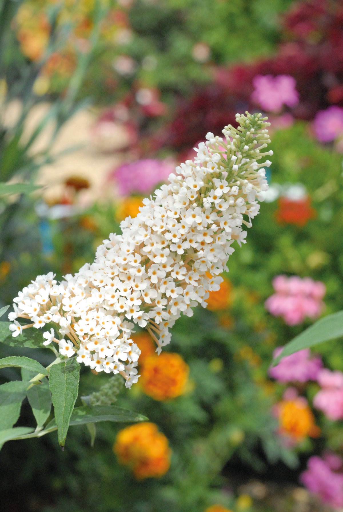 Buddleja Buzz® Ivory | Set of 1 | White