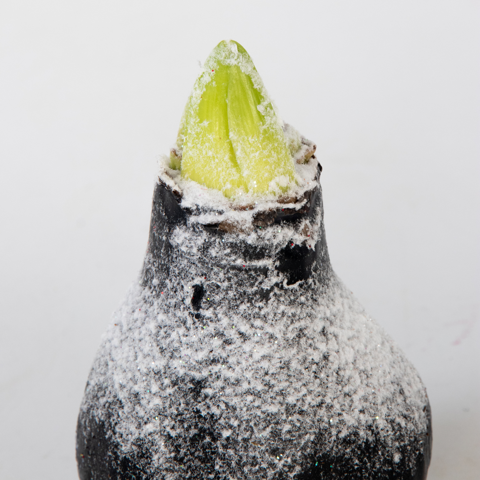 Amaryllis - Hippeastrum 'wax Snow Black' - Flower Bulb - Red