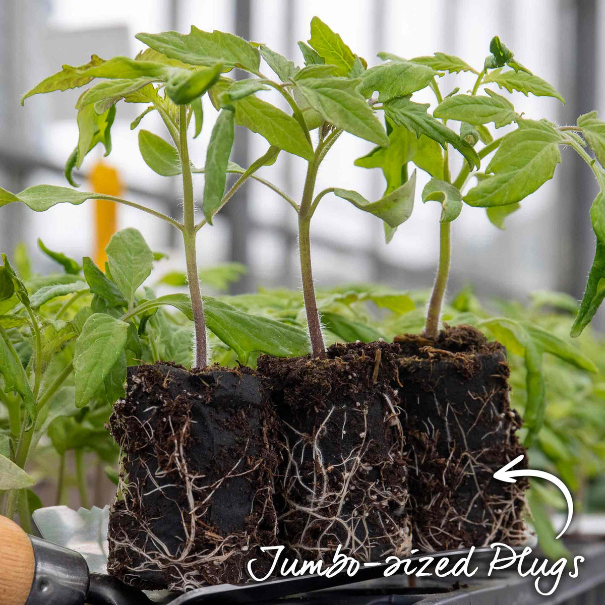 Tiny Temptations Orange Bush Tomato 9cm Plants | Set of 3