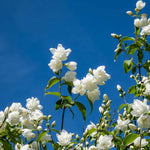 Philadelphus 'virginal' - Fragrant White Double-flowered Hardy Shrub | 1 x 3L | White