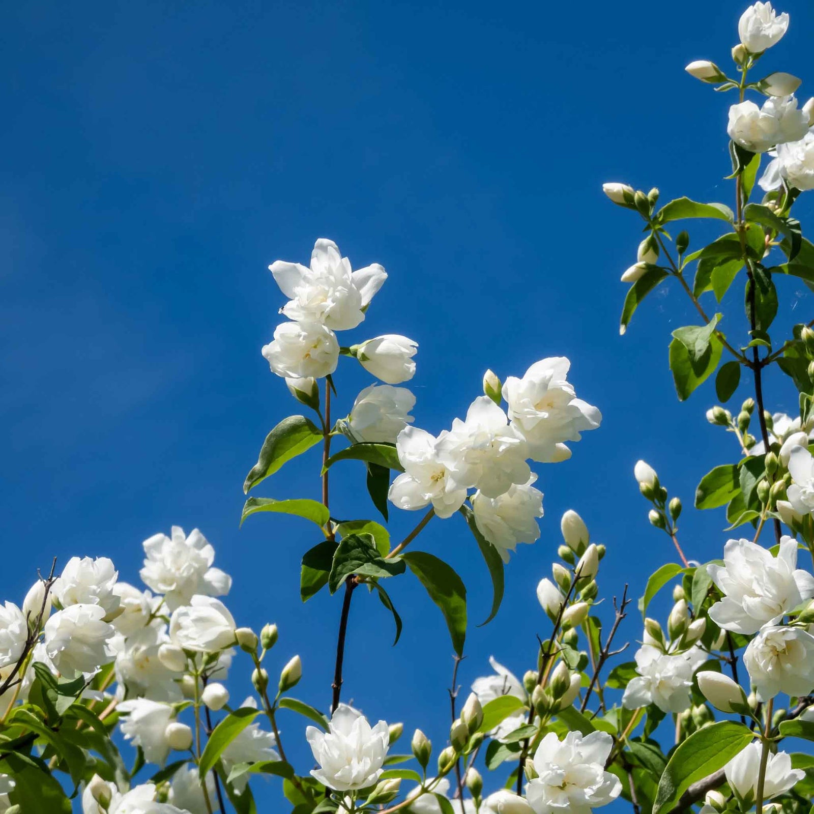 Philadelphus 'virginal' - Fragrant White Double-flowered Hardy Shrub | 3 x 9cm | White