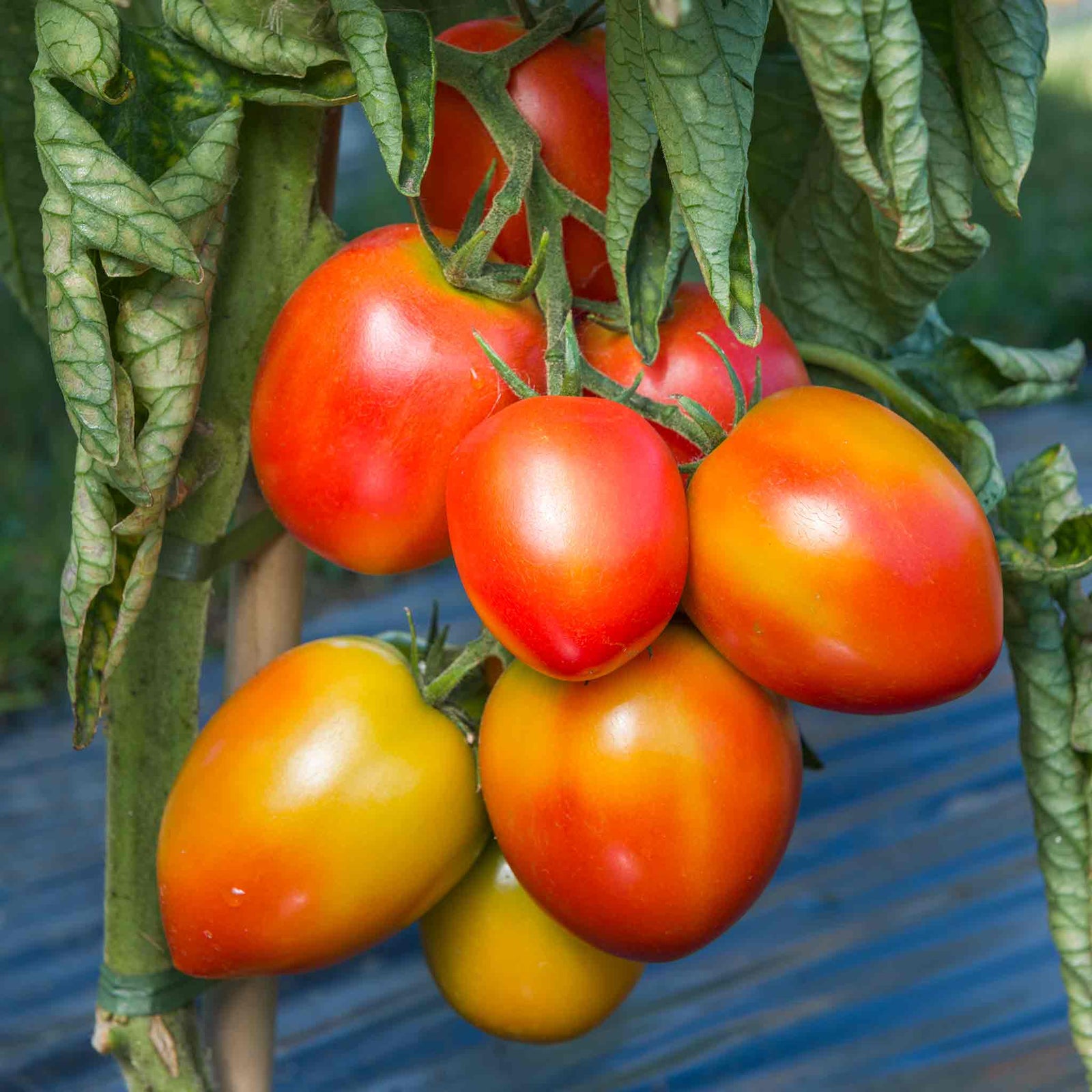 Tomato Sahel Seeds | 10 Seeds