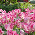 Tulip Bulbs Silver Parrot - Pink Parrot Tulip | Set of 10 | Pink