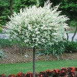 Direct Plants 2x Salix Flamingo Nishiki Standard Trees Large 4ft Supplied In 3/5 Litre Pots