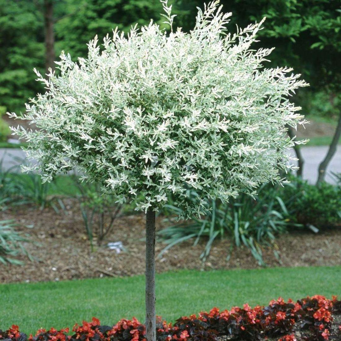 Direct Plants 2x Salix Flamingo Nishiki Standard Trees Large 4ft Supplied In 3/5 Litre Pots