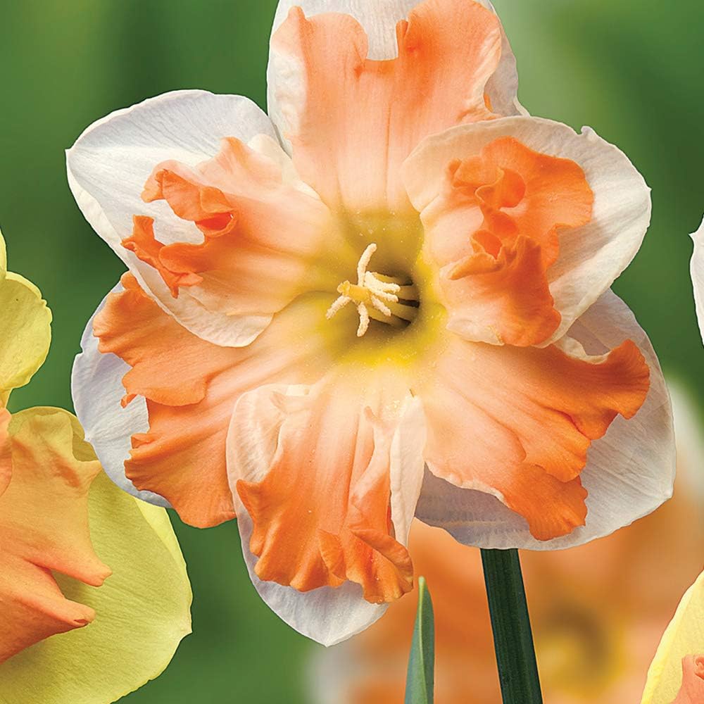 Narcissus 'rainbow Butterflies' Mix - Bulbs | 32 x Bulbs