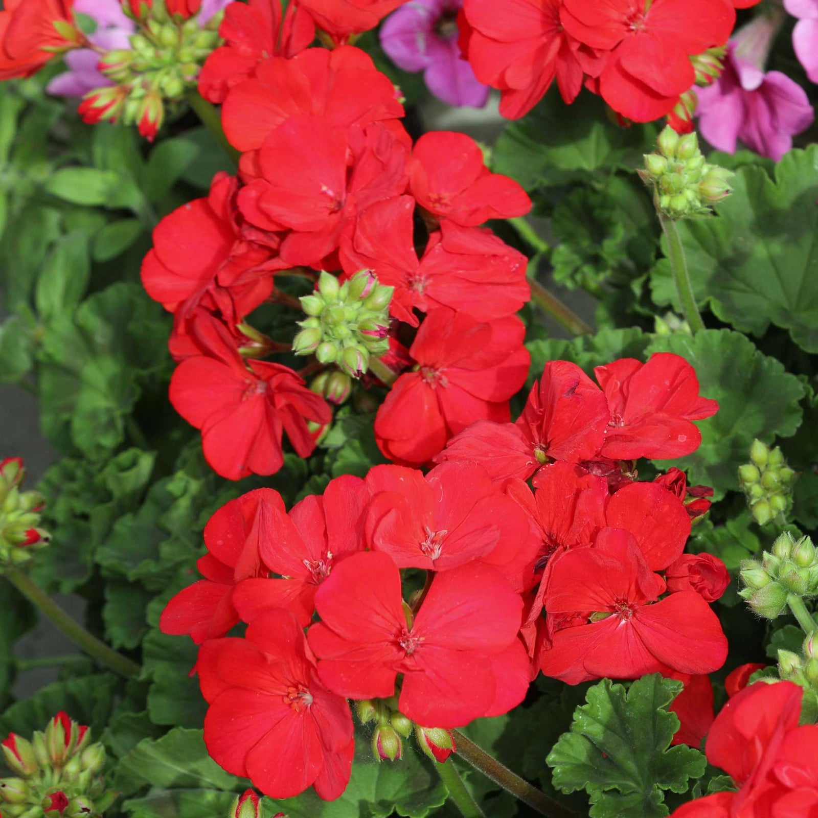 Geranium 'palladium Best Red F1' - Red Bedding Seedlings | 20 x Pro Grower Plugs | Red