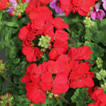 Geranium 'palladium Best Red F1' - Red Bedding Seedlings | 60 x Pro Grower Plugs | Red