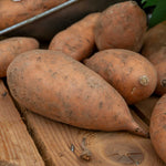 Sweet Potato 'beauregard' Plug Plants | Set of 5