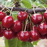 Patio Cherry 'regina' | 1 x 5L | Red