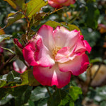 Rose 'birthday Girl' - Floribunda, Creamy Yellow With Red Edges | 1 x Bare Root