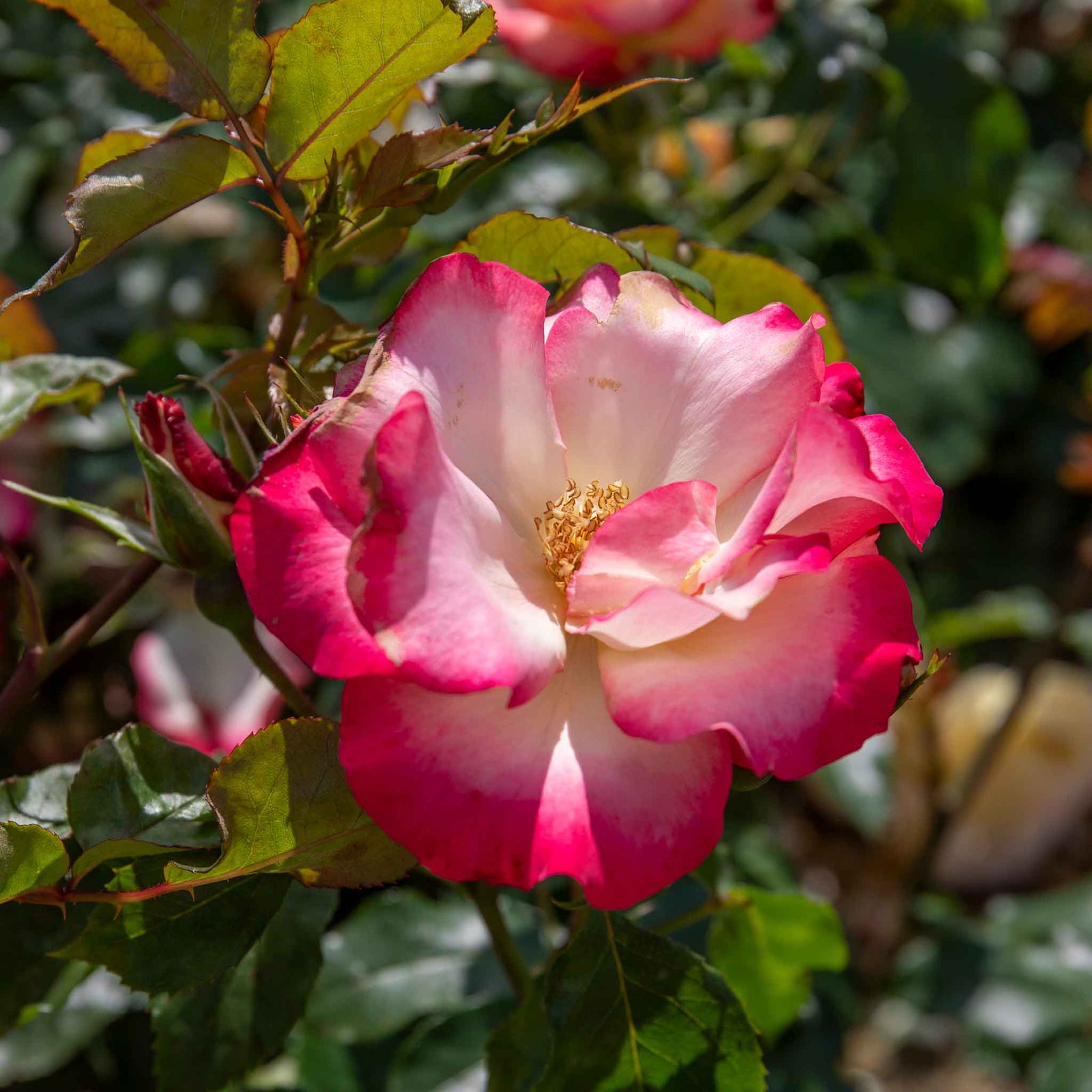 Rose 'birthday Girl' - Floribunda, Creamy Yellow With Red Edges | 1 x Bare Root