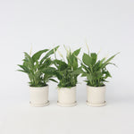 Peace Lilly - 3 Pcs. - Spathiphyllum 'torelli' - Height 30-45cm - ⌀12cm | Set of 3 | White