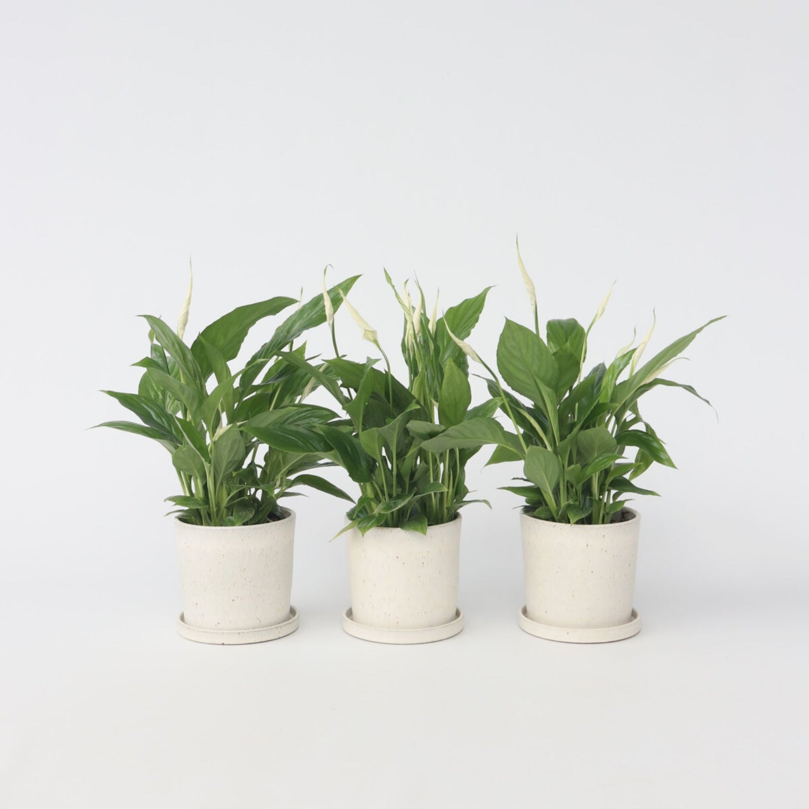 Peace Lilly - 3 Pcs. - Spathiphyllum 'torelli' - Height 30-45cm - ⌀12cm | Set of 3 | White