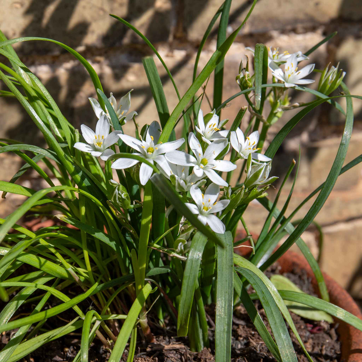Garlic Chives (allium Tuberosum) - Plug Plants | 1L | White
