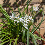 Garlic Chives (allium Tuberosum) - Plug Plants | Set of 6 | White