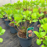 Direct Plants 4x Hydrangea Macrophylla Mophead, Large & Bushy Plants, Supplied In 3 Litre Pots
