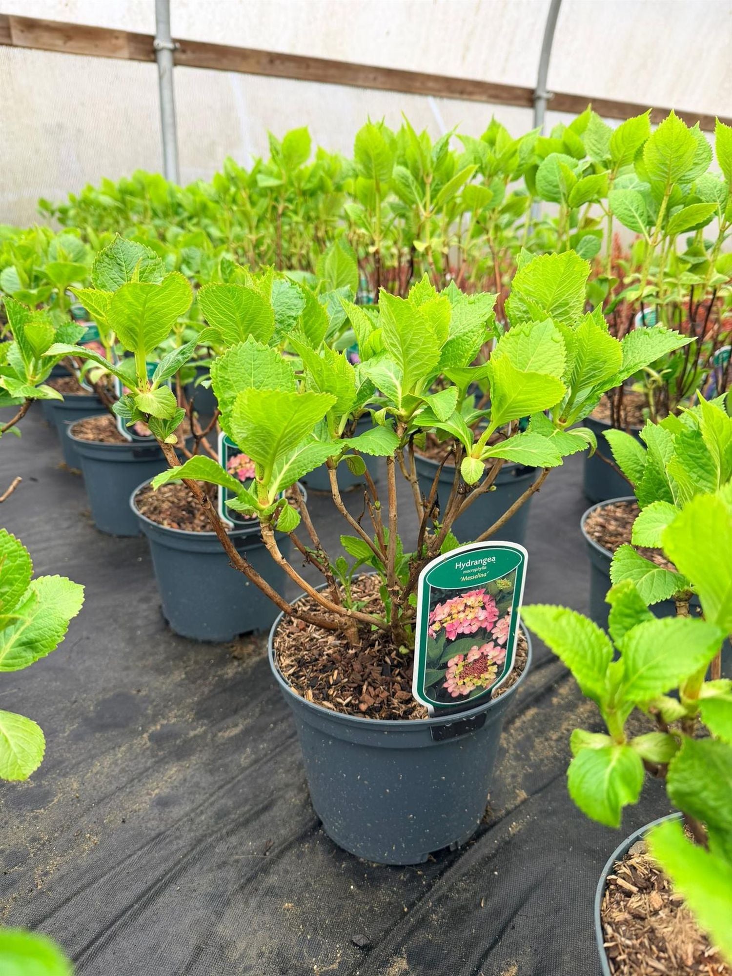 Direct Plants 4x Hydrangea Macrophylla Mophead, Large & Bushy Plants, Supplied In 3 Litre Pots