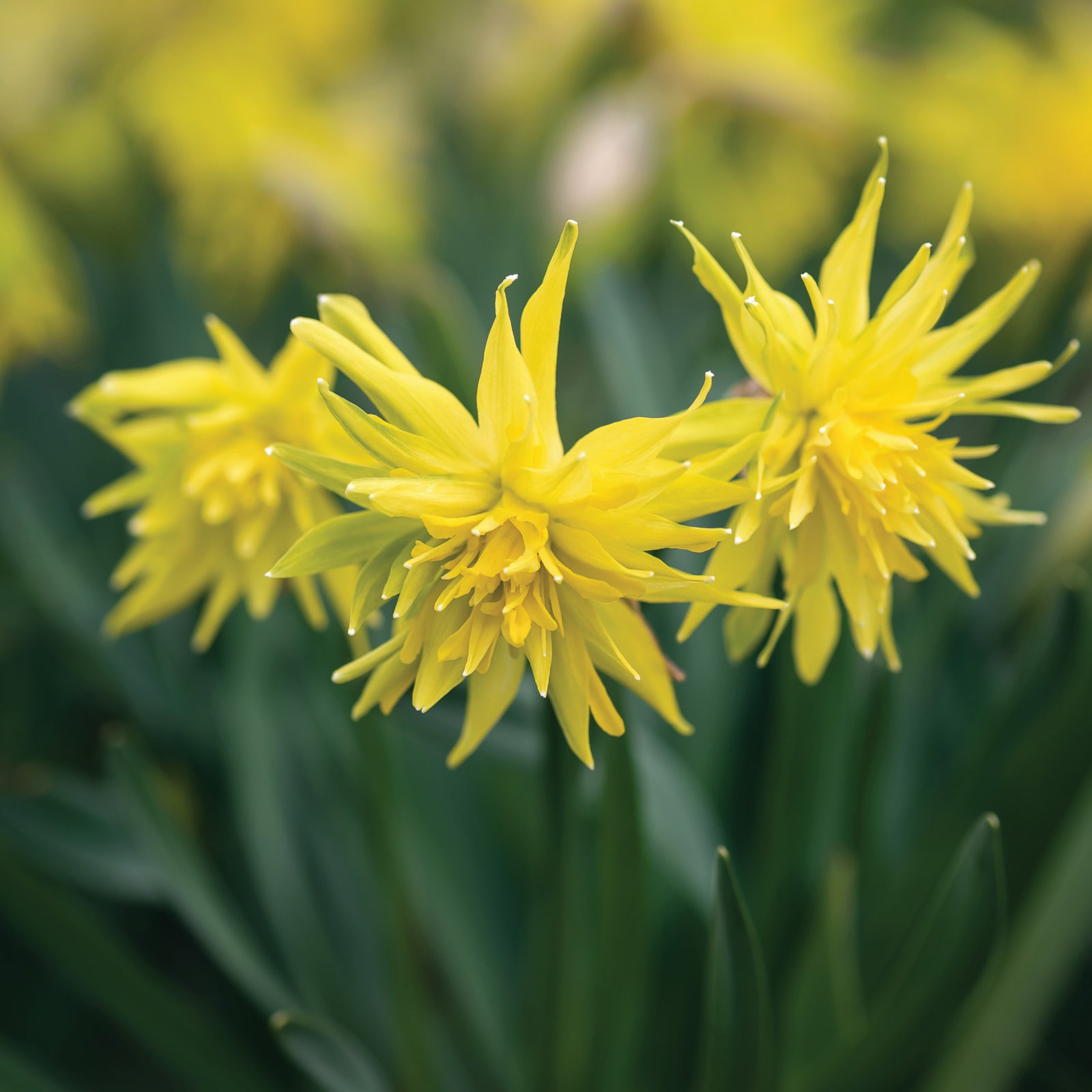 Exclusive Bumper Narcissus Collection - 60 Fantastic Bulbs