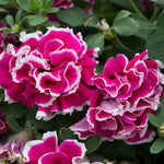 Petunia Tumbelina Anna - Double Rose-pink Trailing Petunia | 12 x Plug Plants | Multi
