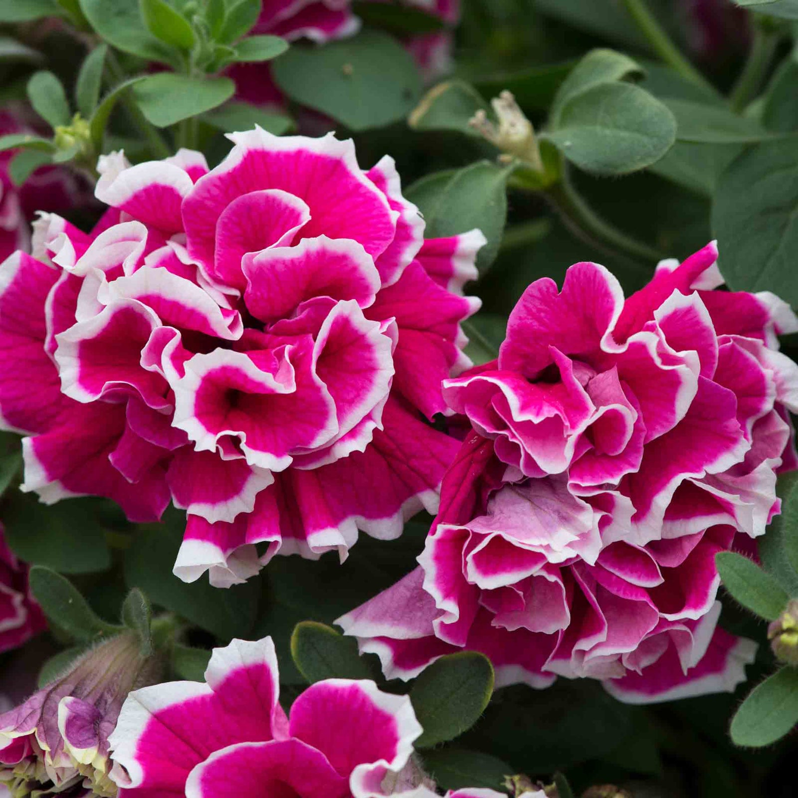 Petunia Tumbelina Anna - Double Rose-pink Trailing Petunia | 12 x Plug Plants | Multi