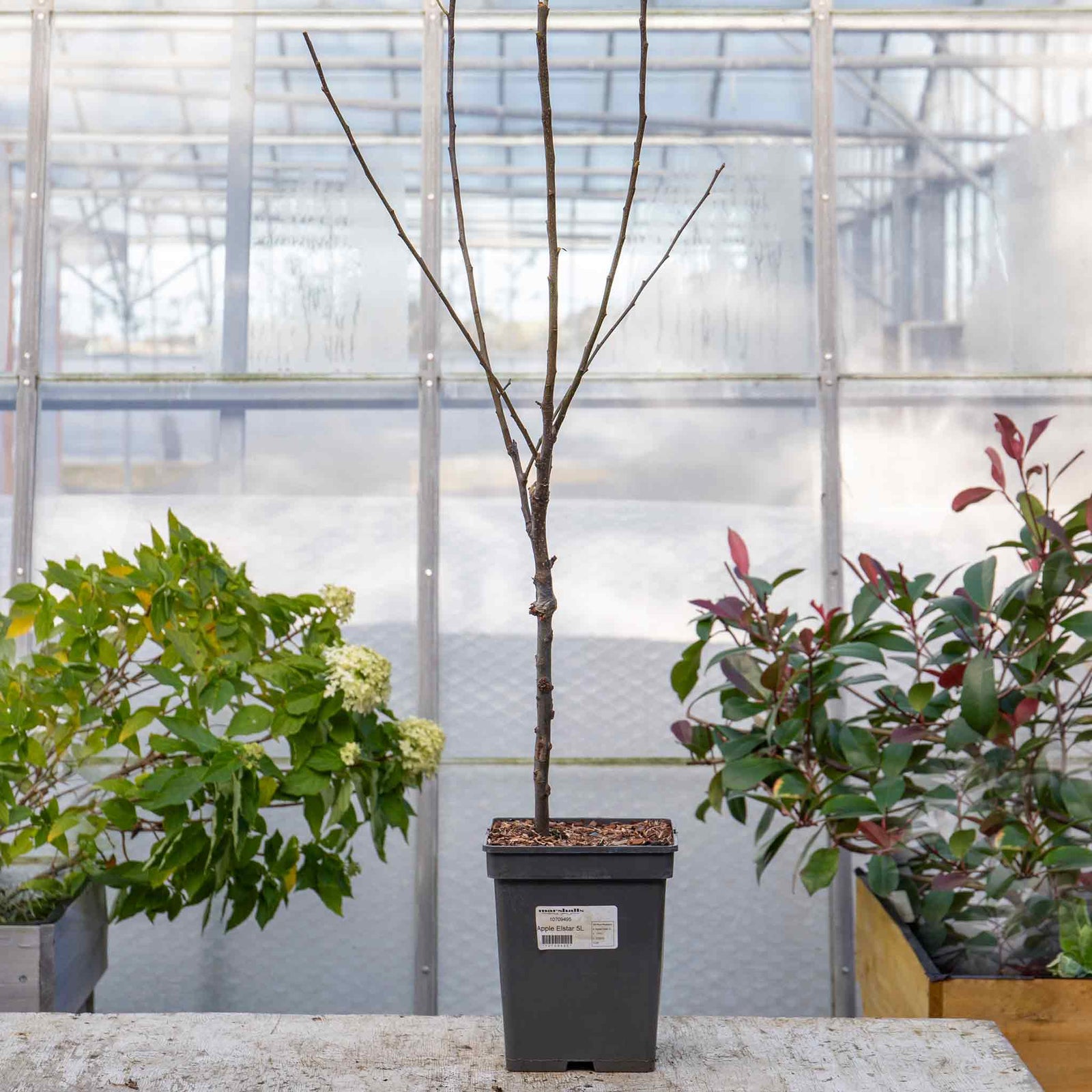 Patio Apple Tree Elstar Dwarf 1.2m | 1 x 2L | Yellow