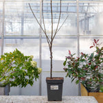 Patio Apple Tree Elstar Dwarf 1.2m | 1 x 5L | Yellow
