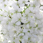 Prunus Brilliant White Dwarf Patio Flowering Cherry Tree 3-4ft Supplied In A 5 Litre Pot