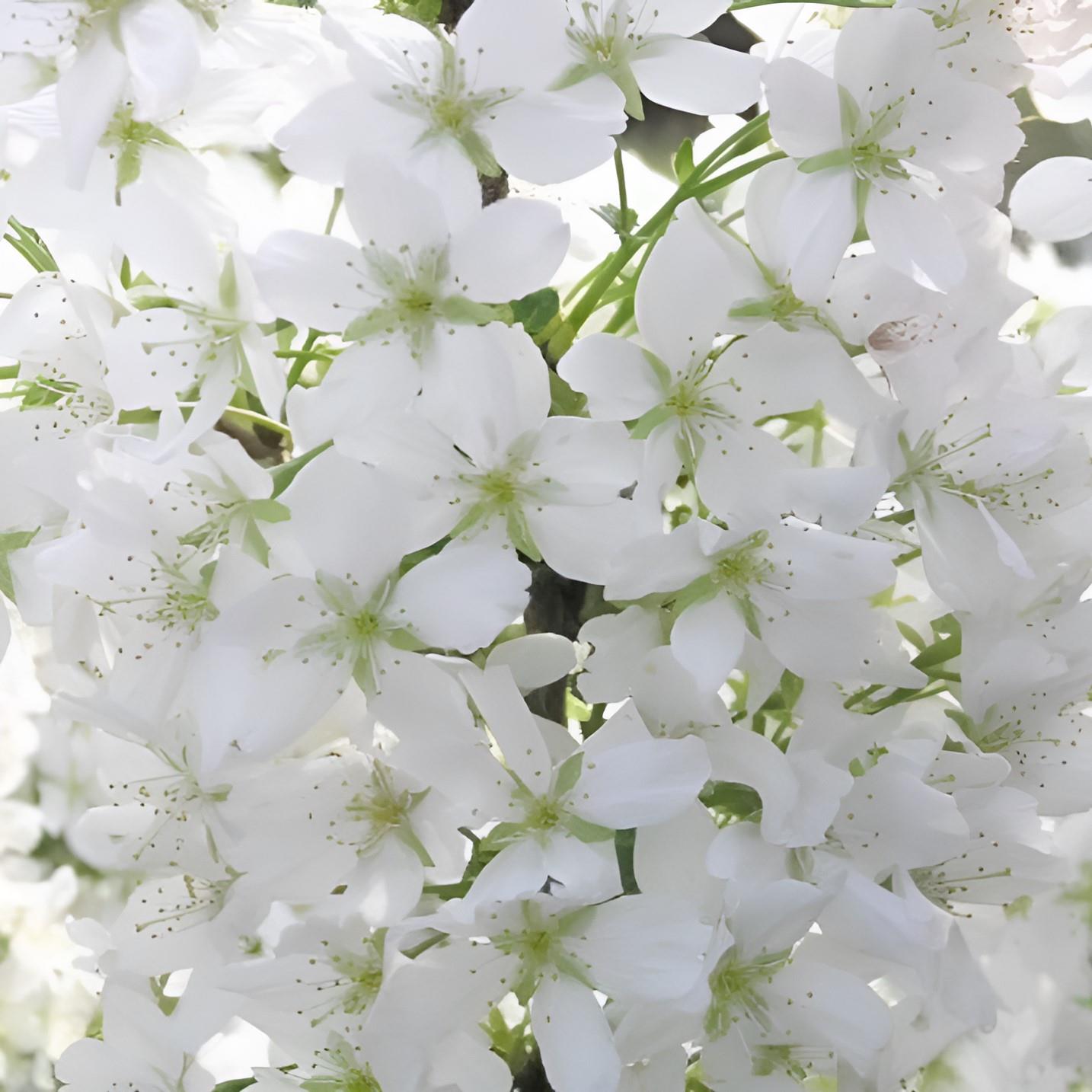 Prunus Brilliant White Dwarf Patio Flowering Cherry Tree 3-4ft Supplied In A 5 Litre Pot