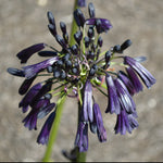 Agapanthus Black Magic - One Of The Darkest Agapanthus 3 X Young Plants