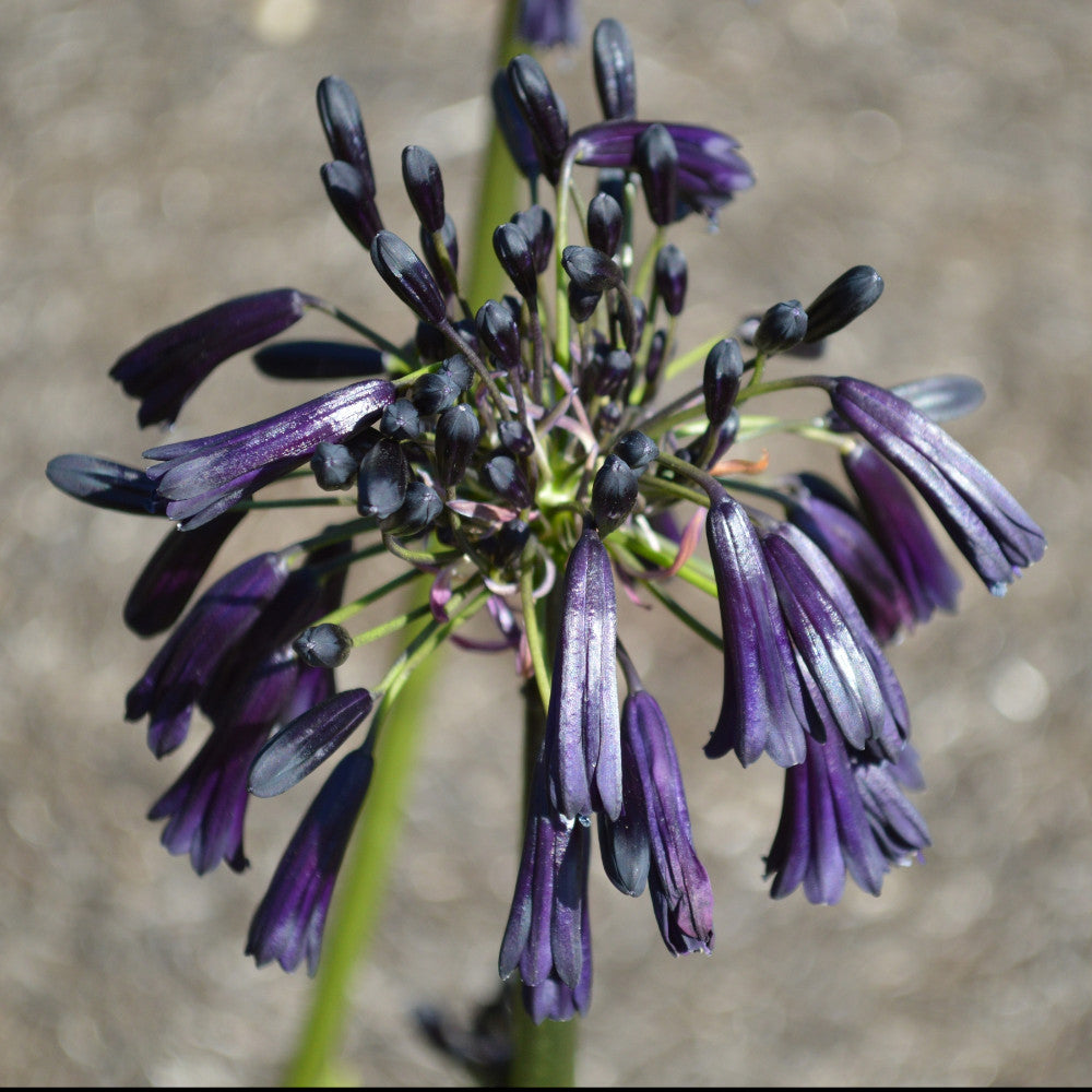 Agapanthus Black Magic - One Of The Darkest Agapanthus 3 X Young Plants