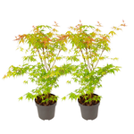 Japanese Maple - Acer Palmatum 'Katsura' - Height 60-70cm - ⌀19cm | Set of 2 | Orange