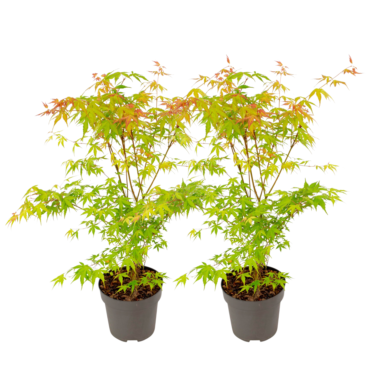 Japanese Maple - Acer Palmatum 'Katsura' - Height 60-70cm - ⌀19cm | Set of 2 | Orange