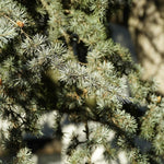 Cedrus Atlantica Horstmann Silberspitz, 3ft Tall, Blue Atlas Cedar, Supplied In 7.5 Litre Pot