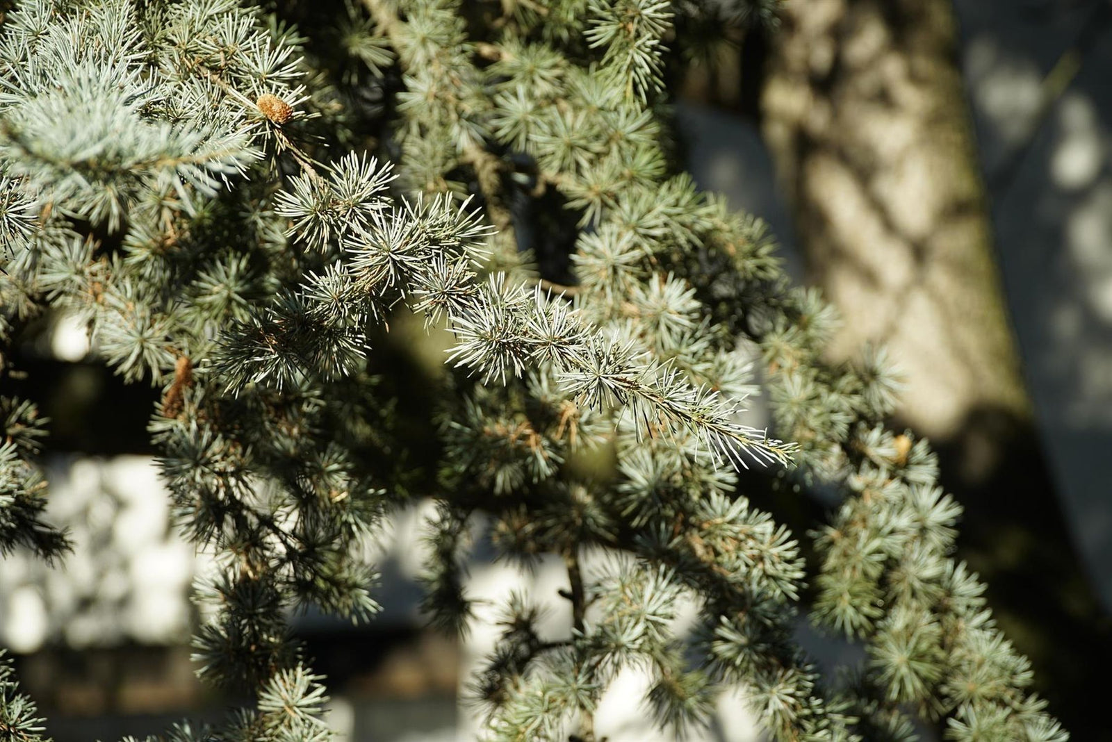 Cedrus Atlantica Horstmann Silberspitz, 3ft Tall, Blue Atlas Cedar, Supplied In 7.5 Litre Pot