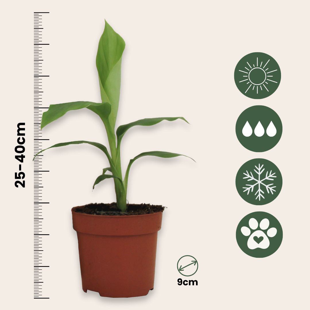 Hardy Banana - Musa Basjoo - Height 25-40cm - ⌀9cm | Set of 6 | Yellow