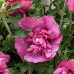 Hibiscus Syr. 'magenta Chiffon' Magenta-pink Double Flowers | 1 x 3L | Pink