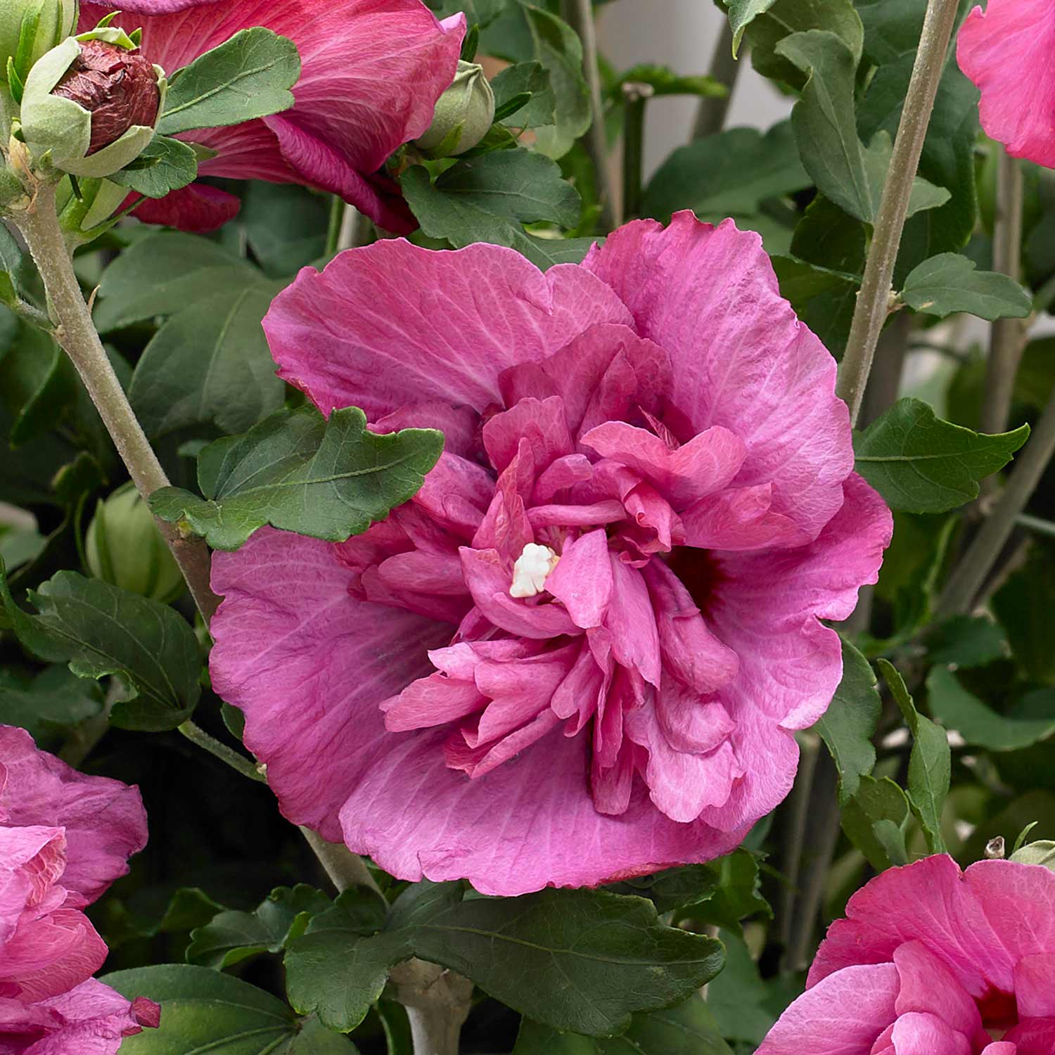 Hibiscus Syr. 'magenta Chiffon' Magenta-pink Double Flowers | 1 x 3L | Pink