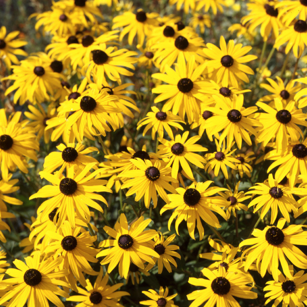 Rudbeckia Goldsturm - Black Eyed Susan 3 X 1l Pots