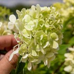 Hydrangea 'mojito' Lime Green Flowering Shrub | 1 x 7.5L | Green