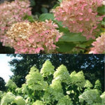 Hydrangea Paniculata Limelight Shrub Plant Huge Flowers Supplied In A 3 Litre Pot