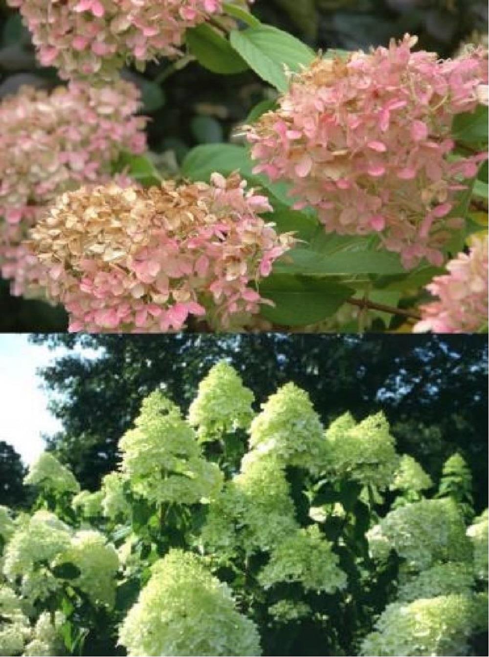 Hydrangea Paniculata Limelight Shrub Plant Huge Flowers Supplied In A 3 Litre Pot