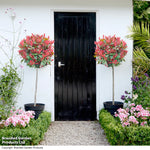 Photinia Standard Red Robin 3 Litre Pot | Set of 2